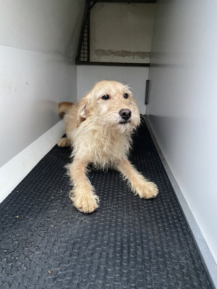 AdoptionsUk's tweet image. Please retweet, are any MPs in the UK working to end the national pet crisis? 
Most council pounds in the UK don't allow the public to adopt. They keep all dogs for just 7 days,  then, regardless of breed, age, health, they can put them to sleep if there are no rescue shelter…