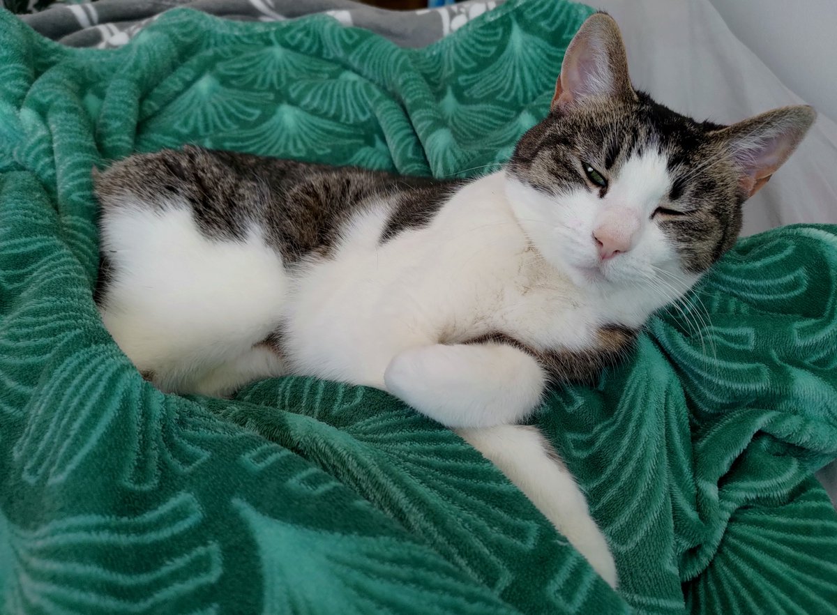 CrafKitty's tweet photo. Don't tell anyone, but I am on mom's leg so she can't get up. I do not regrets it! 🤫 #CatsOnTwitter #catlife https://t.co/PT7iar69gS