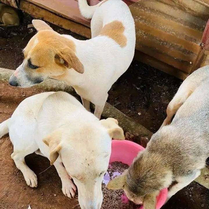 Petcare Centre (@petcare_centre) on Twitter photo <a href="/petcare_centre/">Petcare Centre</a>
Hello, please donate for these dogsπ
In order to provide them with food drinks β€οΈπΊπ¬ππ <a href="/petcare_centre/">Petcare Centre</a>
Hello, please donate for these dogsπ
In order to provide them with food drinks β€οΈπΊπ¬ππ