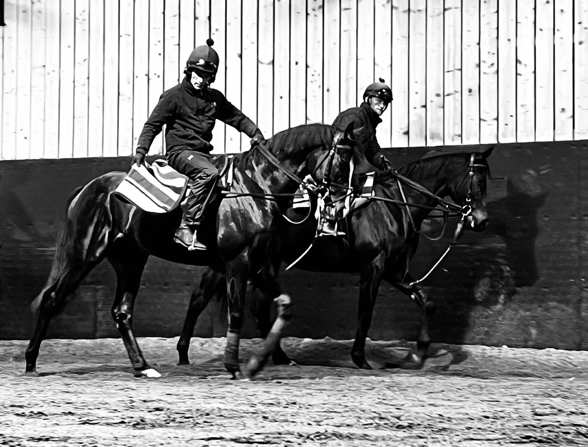 DocDulla's tweet photo. @aobrienfansite LAST ONE FOR THE ROAD. Holidays over and back to reality . However , it was well worth it to spend time with this beautifully bred, magnificent horse .#AUGUSTERODIN https://t.co/Wt5eF92izy