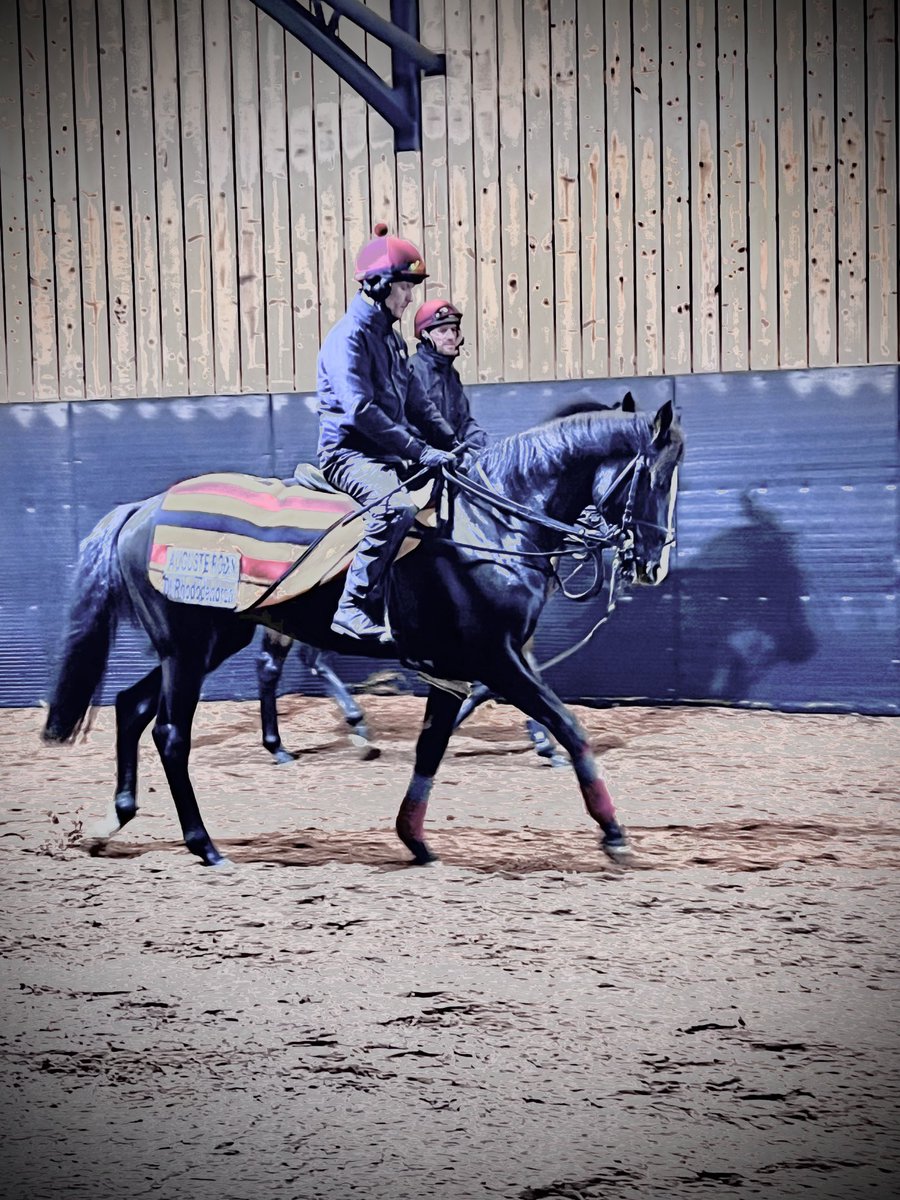 DocDulla's tweet photo. @aobrienfansite LAST ONE FOR THE ROAD. Holidays over and back to reality . However , it was well worth it to spend time with this beautifully bred, magnificent horse .#AUGUSTERODIN https://t.co/Wt5eF92izy