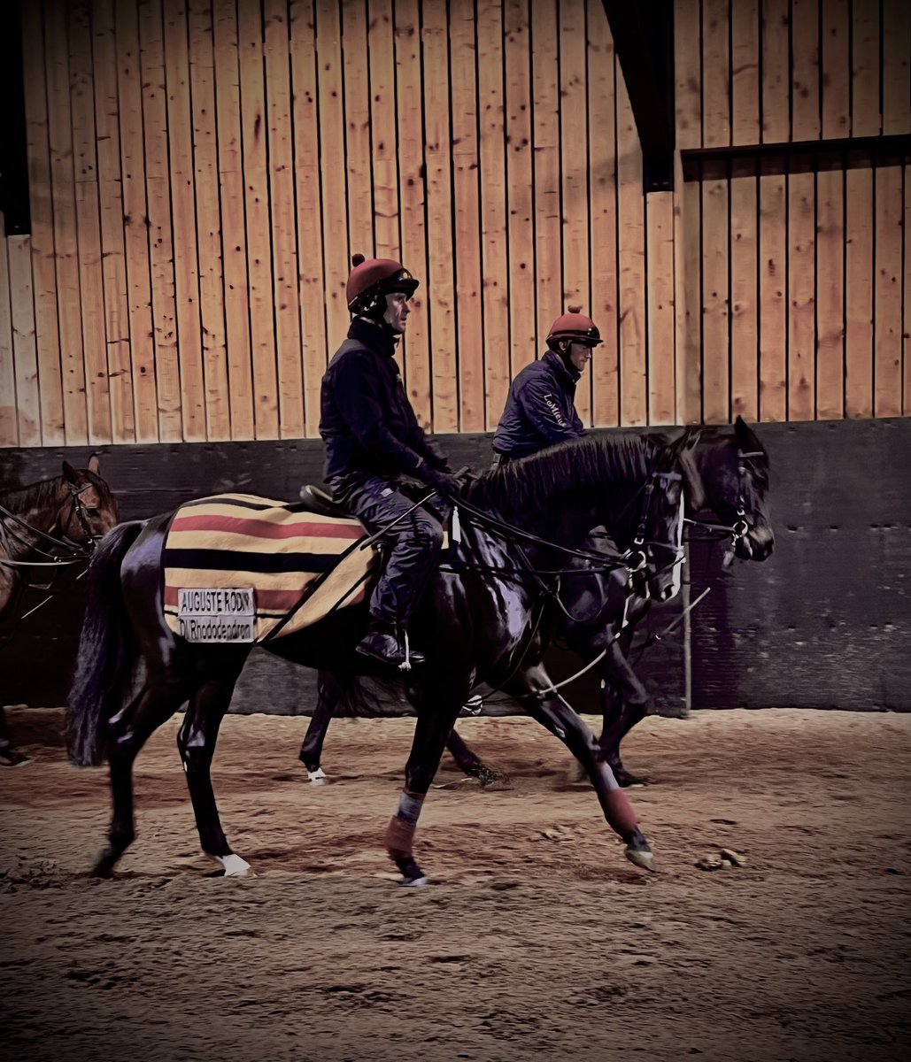 DocDulla's tweet photo. @aobrienfansite LAST ONE FOR THE ROAD. Holidays over and back to reality . However , it was well worth it to spend time with this beautifully bred, magnificent horse .#AUGUSTERODIN https://t.co/Wt5eF92izy