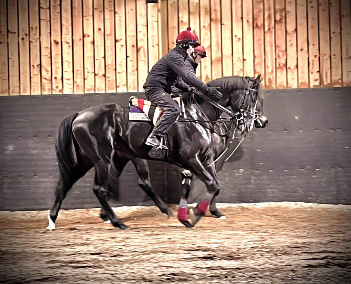 DocDulla's tweet photo. @aobrienfansite LAST ONE FOR THE ROAD. Holidays over and back to reality . However , it was well worth it to spend time with this beautifully bred, magnificent horse .#AUGUSTERODIN https://t.co/Wt5eF92izy