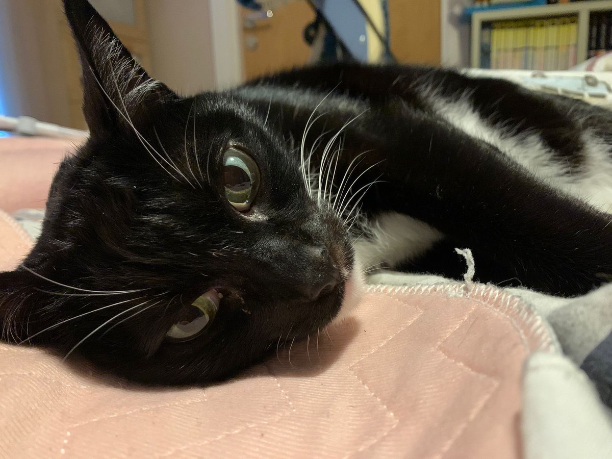 kwbeanz's tweet photo. @SimonsCat Handsome Hugo https://t.co/SBbiW3o8jj