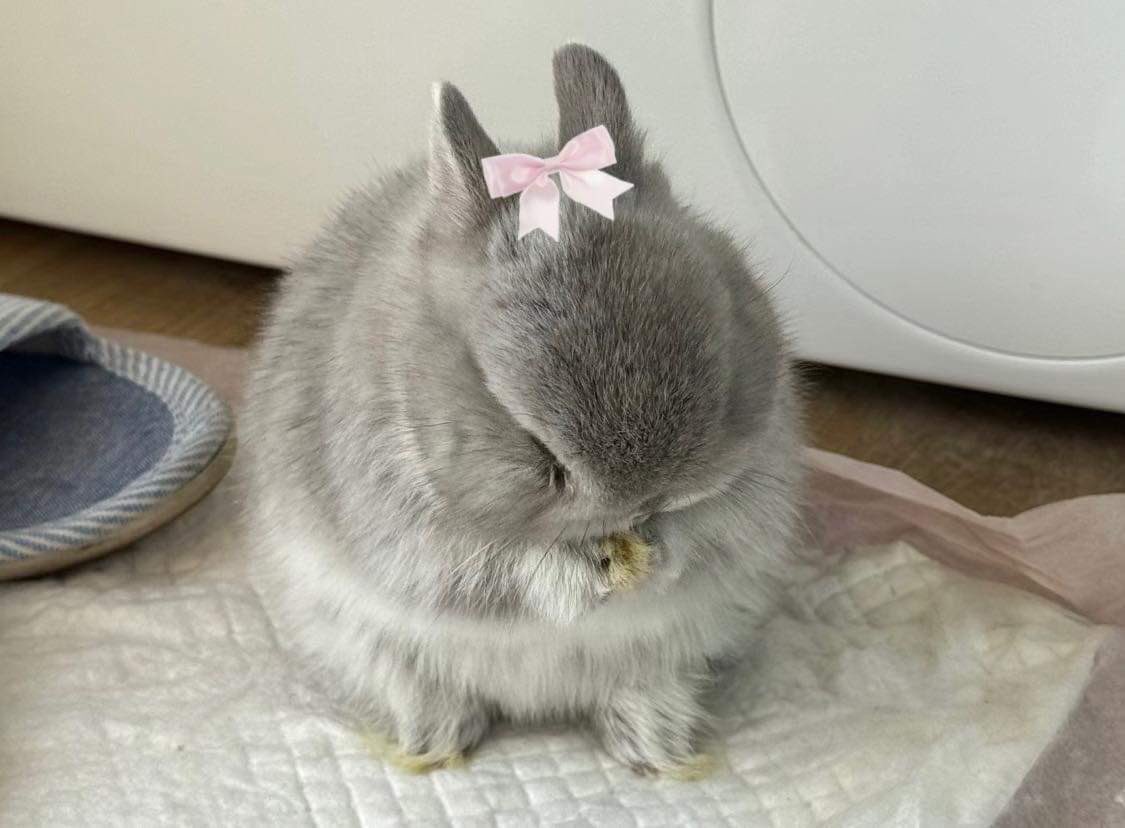 bunnieswbows's tweet photo. me (real) https://t.co/Hgq9QGt20H
