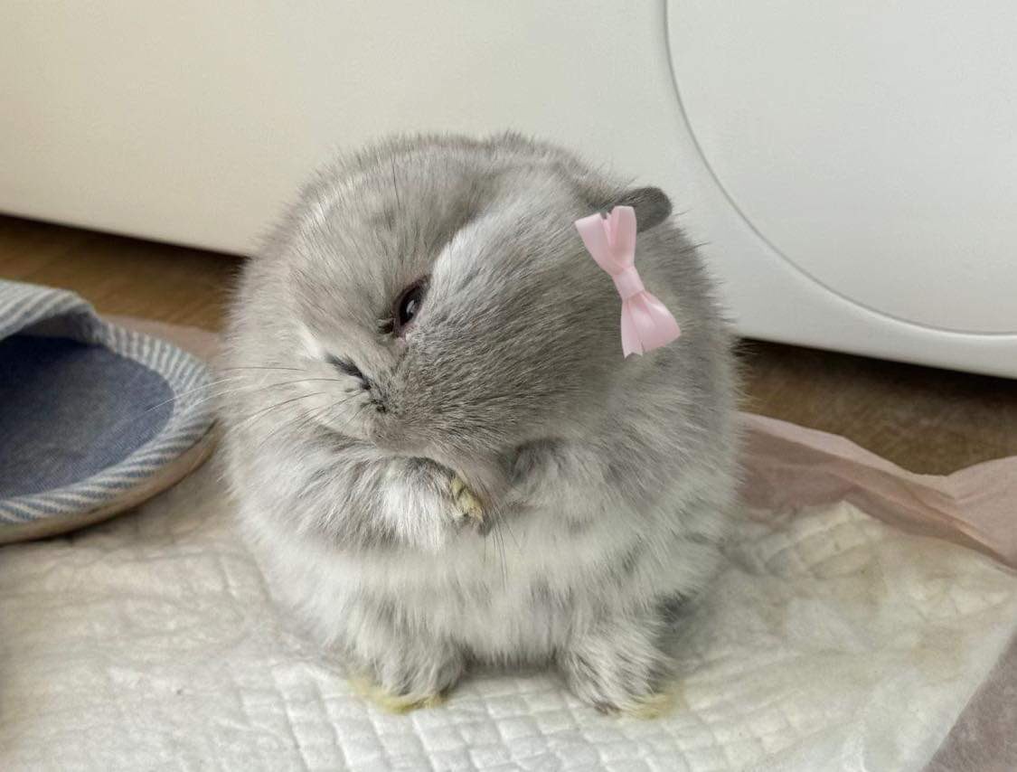 bunnieswbows's tweet photo. me (real) https://t.co/Hgq9QGt20H
