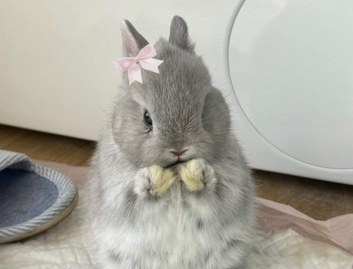 bunnieswbows's tweet photo. me (real) https://t.co/Hgq9QGt20H
