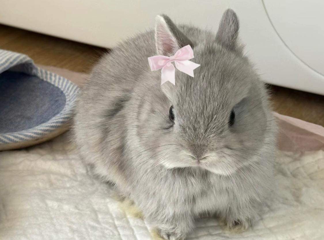 bunnieswbows's tweet photo. me (real) https://t.co/Hgq9QGt20H