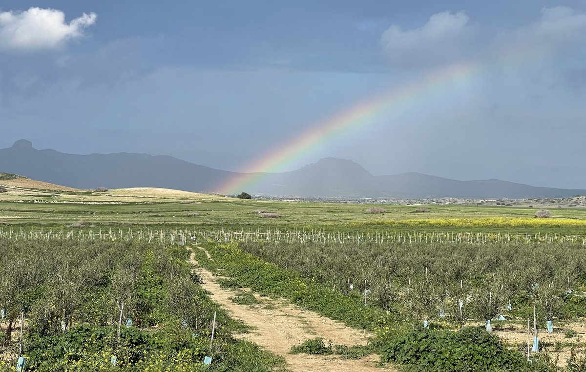 🌈 Embrace the beauty of Oliveland! 🌿
✨ Behold the mesmerizing sight: Oliveland olive trees standing tall against the breathtaking backdrop of the Besparmak Mountains, crowned by a vibrant natural rainbow. 🌄🍃

🌍 Join us on a journey to nurture nature! 🌳💚 With each NFT