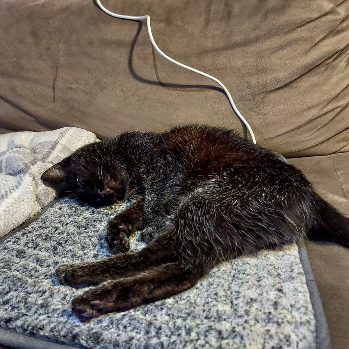 DynowskaEwelina's tweet image. Jak spaść niżej w kociej hierarchii?
Kup kotu poduszkę elektryczną. 🙈🤣
#mylittlelove #myeverything #mylove #loveofmylife #blackcat #myszka #lifewithmycat #życiewedługkota #zyciezkotem #czarnykot #kot #mojkot #catlover