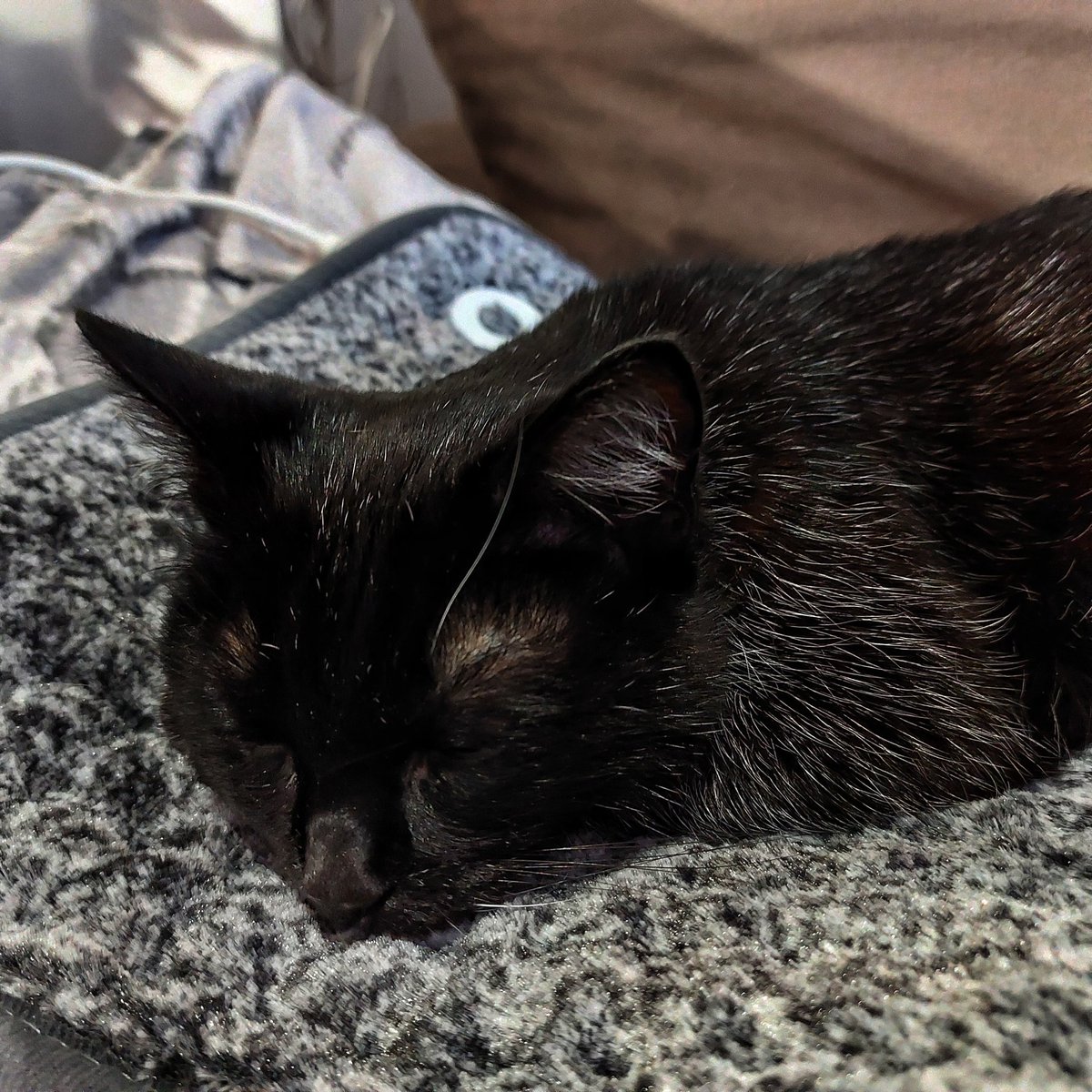 DynowskaEwelina's tweet image. Jak spaść niżej w kociej hierarchii?
Kup kotu poduszkę elektryczną. 🙈🤣
#mylittlelove #myeverything #mylove #loveofmylife #blackcat #myszka #lifewithmycat #życiewedługkota #zyciezkotem #czarnykot #kot #mojkot #catlover