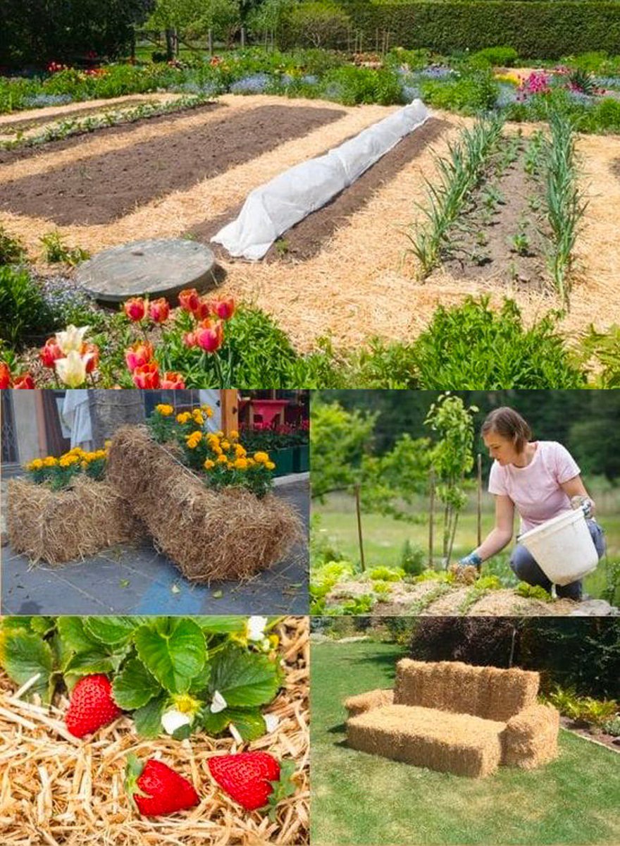 Strategic Straw Use: 11 Incredible Applications for Garden Success 🌾🌱 Explore our comprehensive guide in the first comment below and harness the power of straw in your garden! 💬📖 #StrawGardenHacks #GardeningTips #NaturalMulch #DIYGardenIdeas