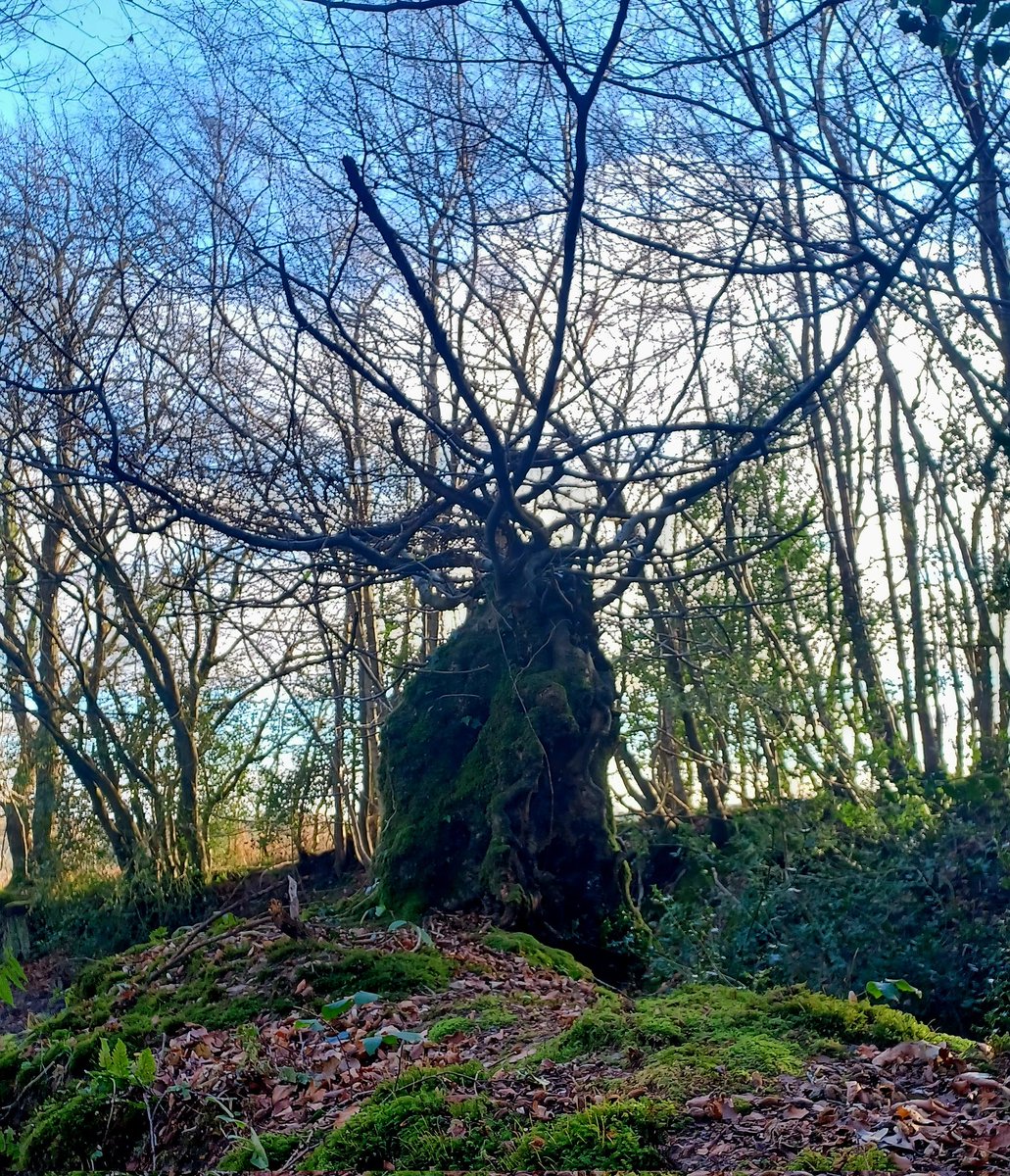 In the deep woods this antlered stump waits and watches over the path