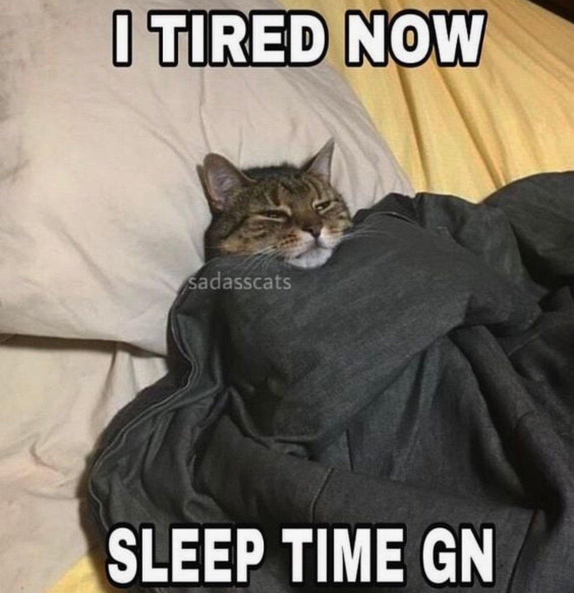 PostsOfCats's tweet photo. https://t.co/qTaJ8u3HVb