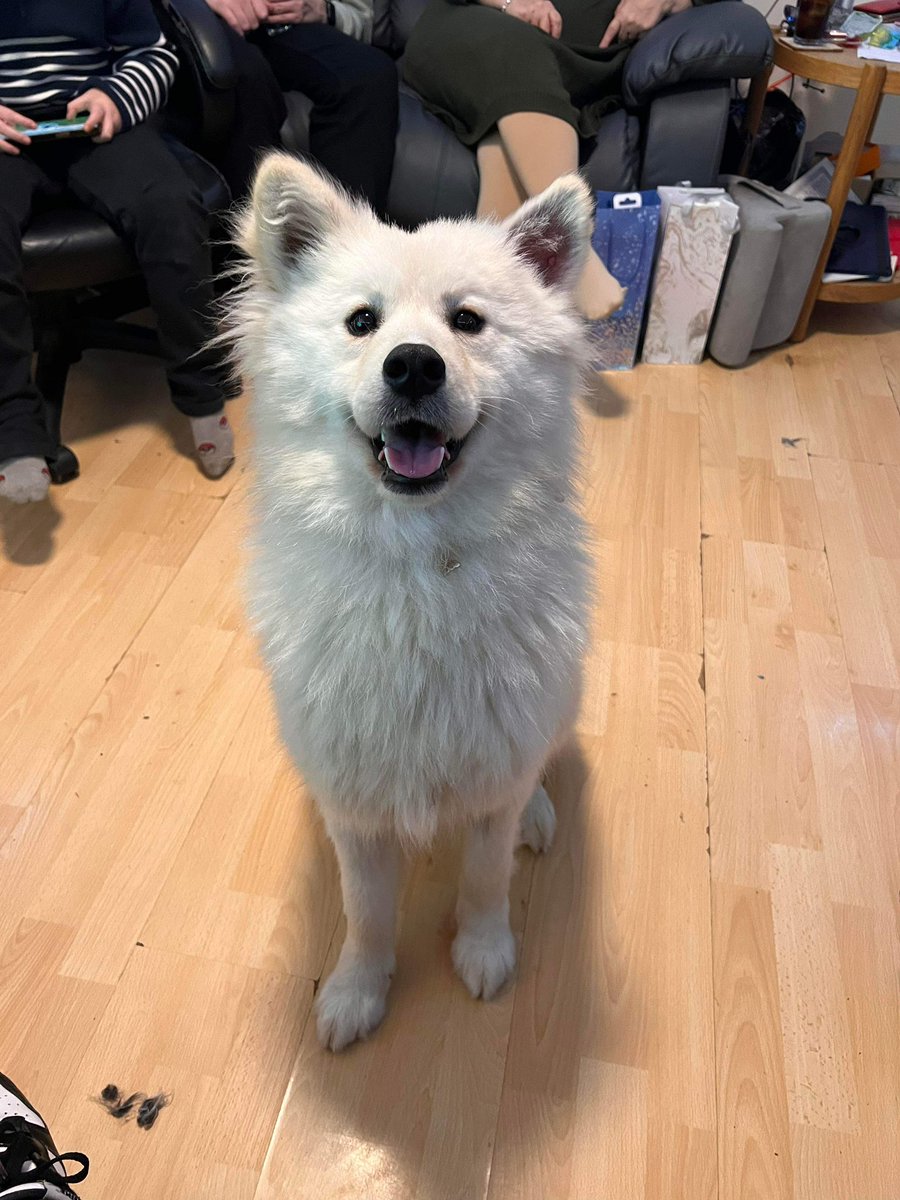 CakeofDoom's tweet photo. Welcome to the family, Loopy Luna 🐕 https://t.co/kVd3ZiEatR
