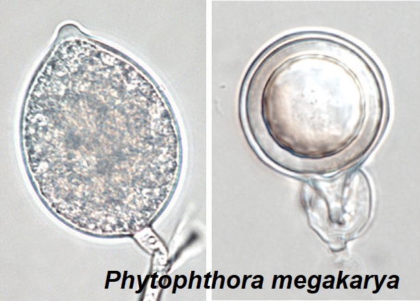 PestinfoW's tweet photo. The genus #Phytophthora currently contains 223 species, including many destructive #plant #pathogens. A taxonomic and phylogenetic revision of the genus by @gloria_abad3 and many others like @SantaOCacciola and @BrunoScanu4 - https://t.co/T3niCufBfs 🔓 https://t.co/KrEjDsneS8