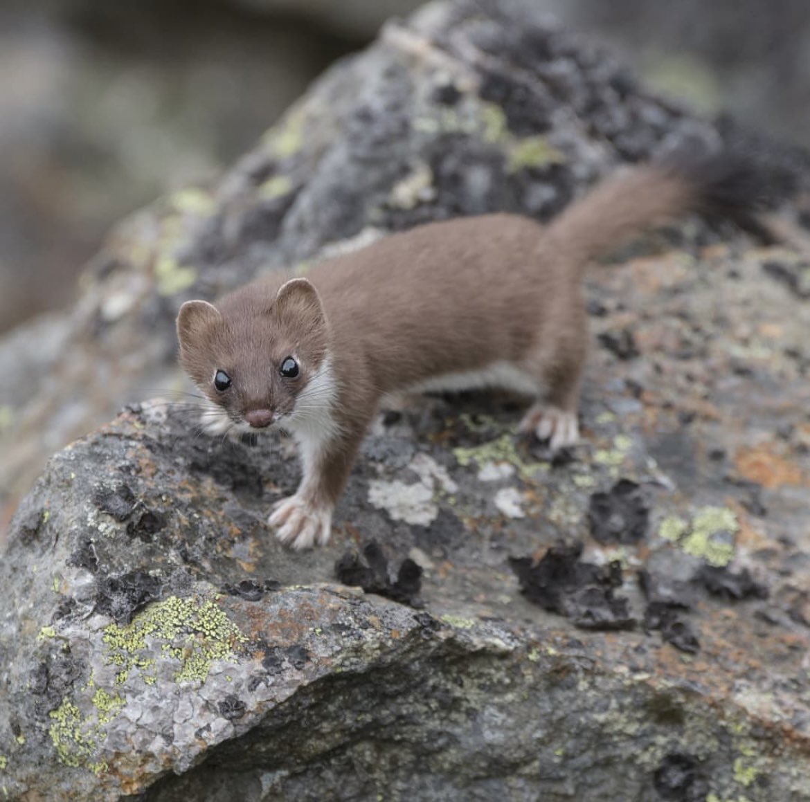 夏のオコジョは茶色なのだ🤎 夏は、ぬいぐるみ感が増し増し。 可愛いと