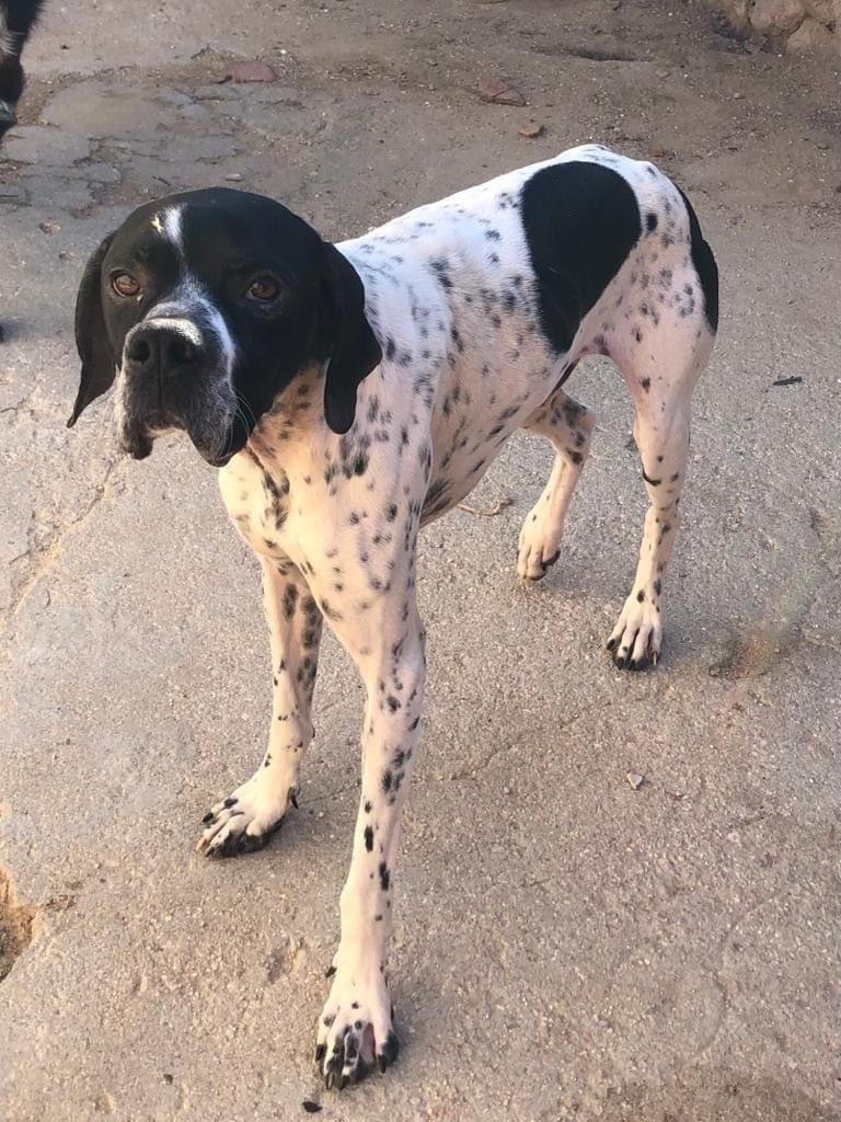 LunaProtectora's tweet photo. LIBRE 💫 

Soy un pointer de 1 añito de edad. 

Soy super bueno, cariñoso y nerviosete como buen pointer! 

Sociable y juguetón, me merezco una familia ¿verdad?

Si te animas escribe a mis amig@s de Fundacion Luna un correo electrónico a protectorafundacionluna@gmail.com https://t.co/ROyPQKypKa