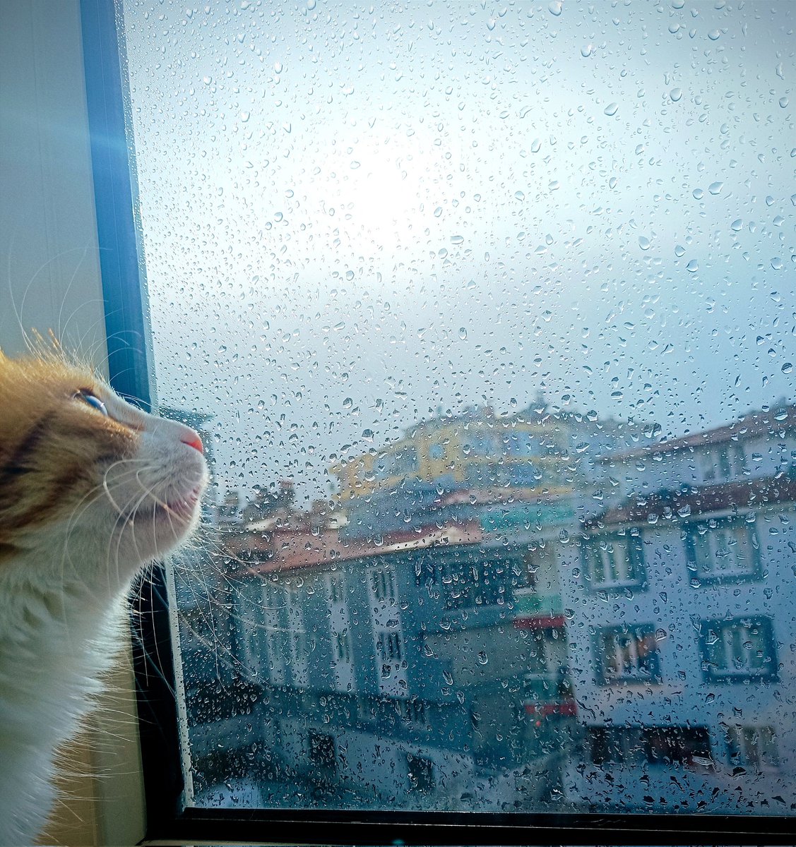 Geçmiş bir hatıra.. Gelecek bir hayâl..

Tahmin bile edemeyeceğimiz güzelliklere kavuşalım inşallah.. 💞 

Şu kedicik bile büyüdü seni beklerken 😻