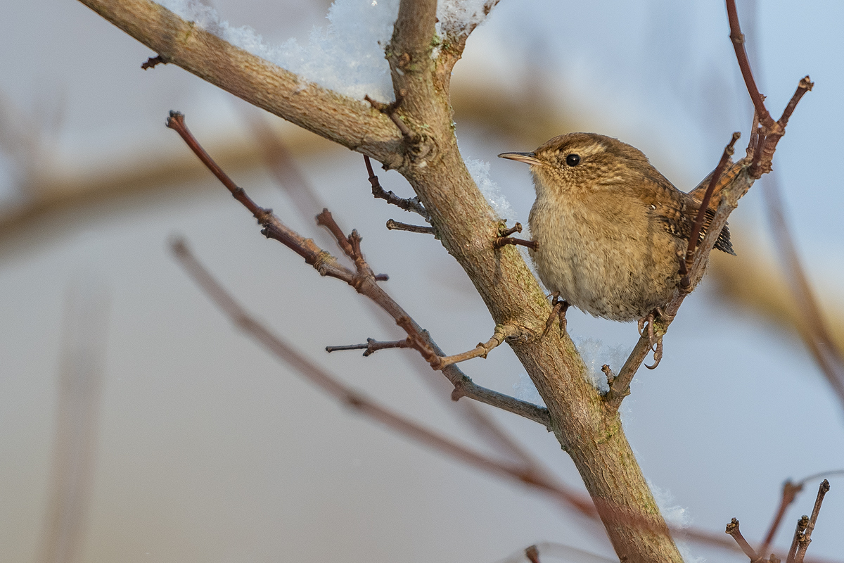 Vakar pirmo reizi izgāju nopietnā foto pastaigā pa Saldu. Ikgadējais ziemas prieks - zīdaste; neliels pārsteigums - gaigalas paps; 'lielās pārdomas' - paceplītis (putniņš, kuram šajā aukstumā te noteikti nav viegli).