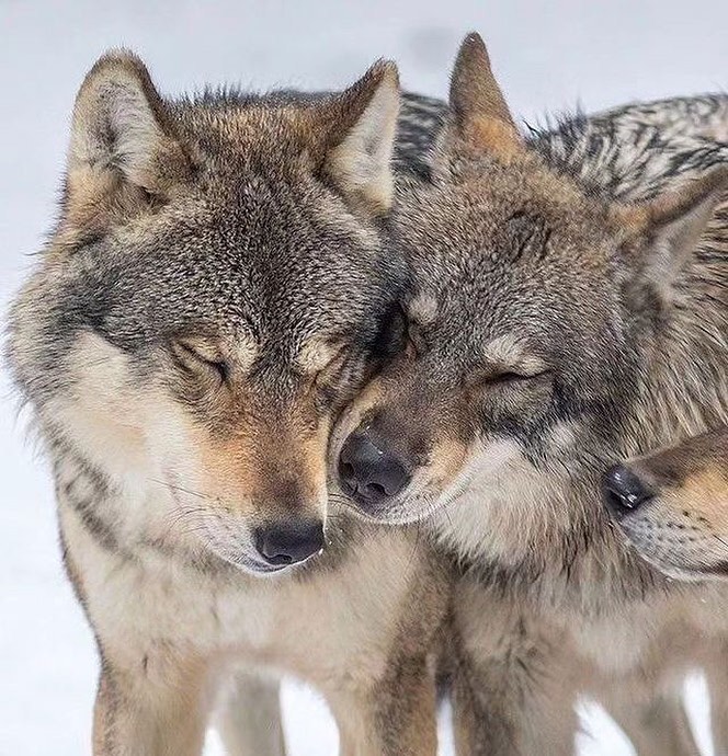 Save Our Wolves tweet media