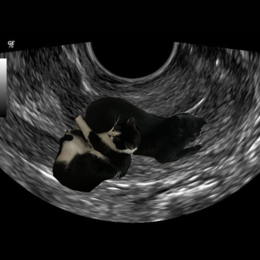 ‘your cats aren’t your actual children’ okay then explain this