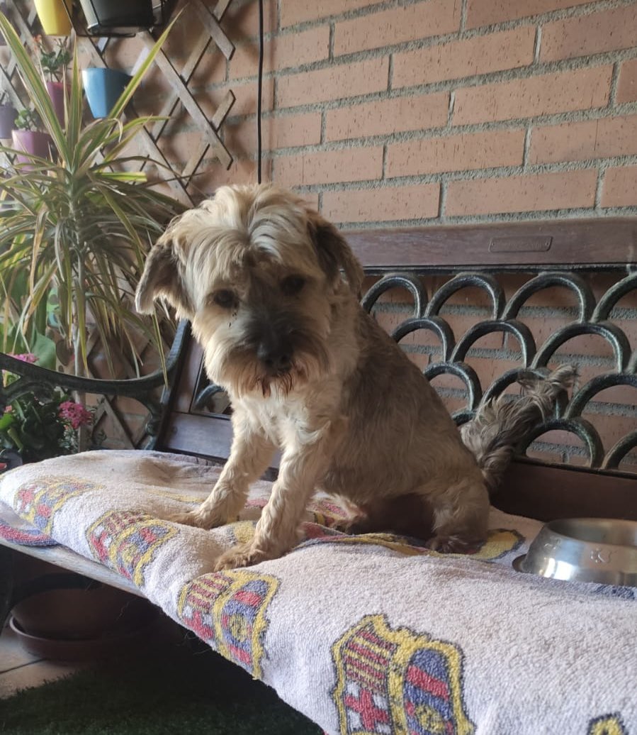 🆘 Necesito de vuestra ayuda, nuestro perrito Hugo se ha perdido por la zona BARRIO TÓMBOLA DE ALICANTE! 
Es asustadizo y necesitamos encontrarlo porque necesita su insulina! 

DM si lo ves por los alrededores 🆘