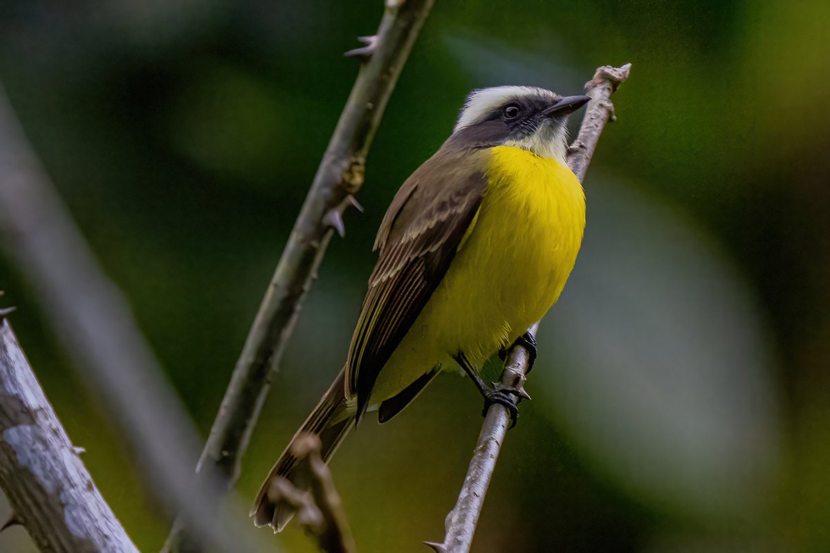 mitoGFP's tweet photo. Social, Rusty-margined, Boat-billed and Gray-capped flycatcher #BirdsSeenIn2023 #birdphotography #sonyA1 #birdwatching #wildlifephotography #panama #BirdTwitter #birding #BirdsOfTwitter #canopylodge @inaturalist #panamabirds #birdsofpanama #flycatcher https://t.co/6EzgHRnILQ