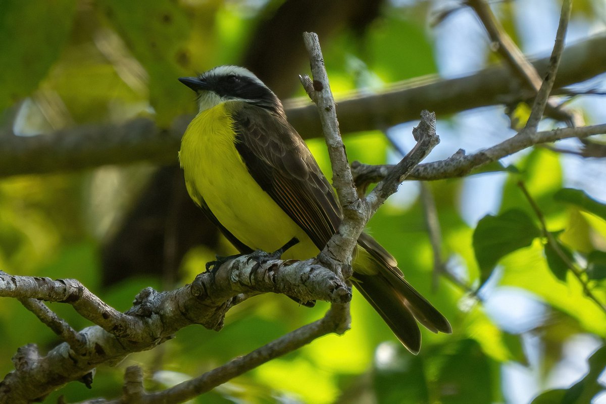 mitoGFP's tweet photo. Social, Rusty-margined, Boat-billed and Gray-capped flycatcher #BirdsSeenIn2023 #birdphotography #sonyA1 #birdwatching #wildlifephotography #panama #BirdTwitter #birding #BirdsOfTwitter #canopylodge @inaturalist #panamabirds #birdsofpanama #flycatcher https://t.co/6EzgHRnILQ