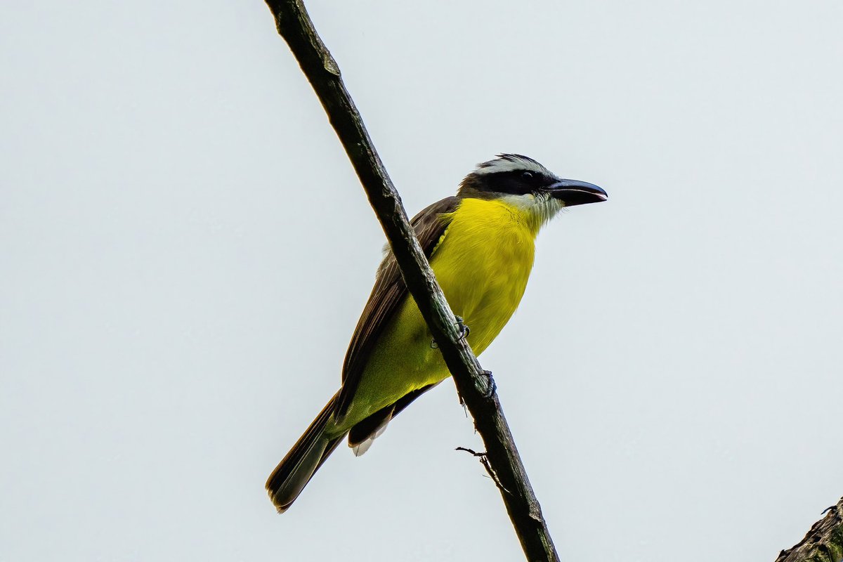 mitoGFP's tweet photo. Social, Rusty-margined, Boat-billed and Gray-capped flycatcher #BirdsSeenIn2023 #birdphotography #sonyA1 #birdwatching #wildlifephotography #panama #BirdTwitter #birding #BirdsOfTwitter #canopylodge @inaturalist #panamabirds #birdsofpanama #flycatcher https://t.co/6EzgHRnILQ