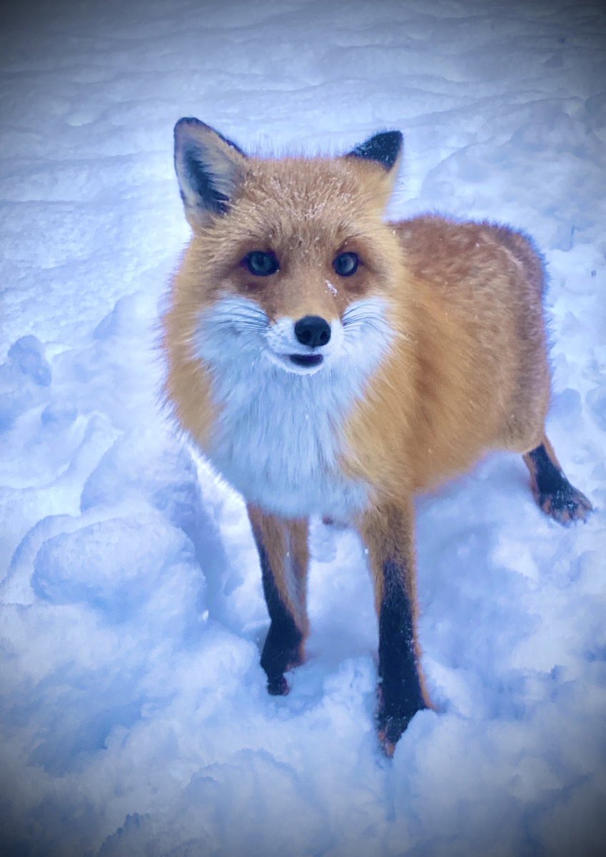 今日も皆さまに贈ります🎁 あずき王子🦊 まるで画像加工したみたいに