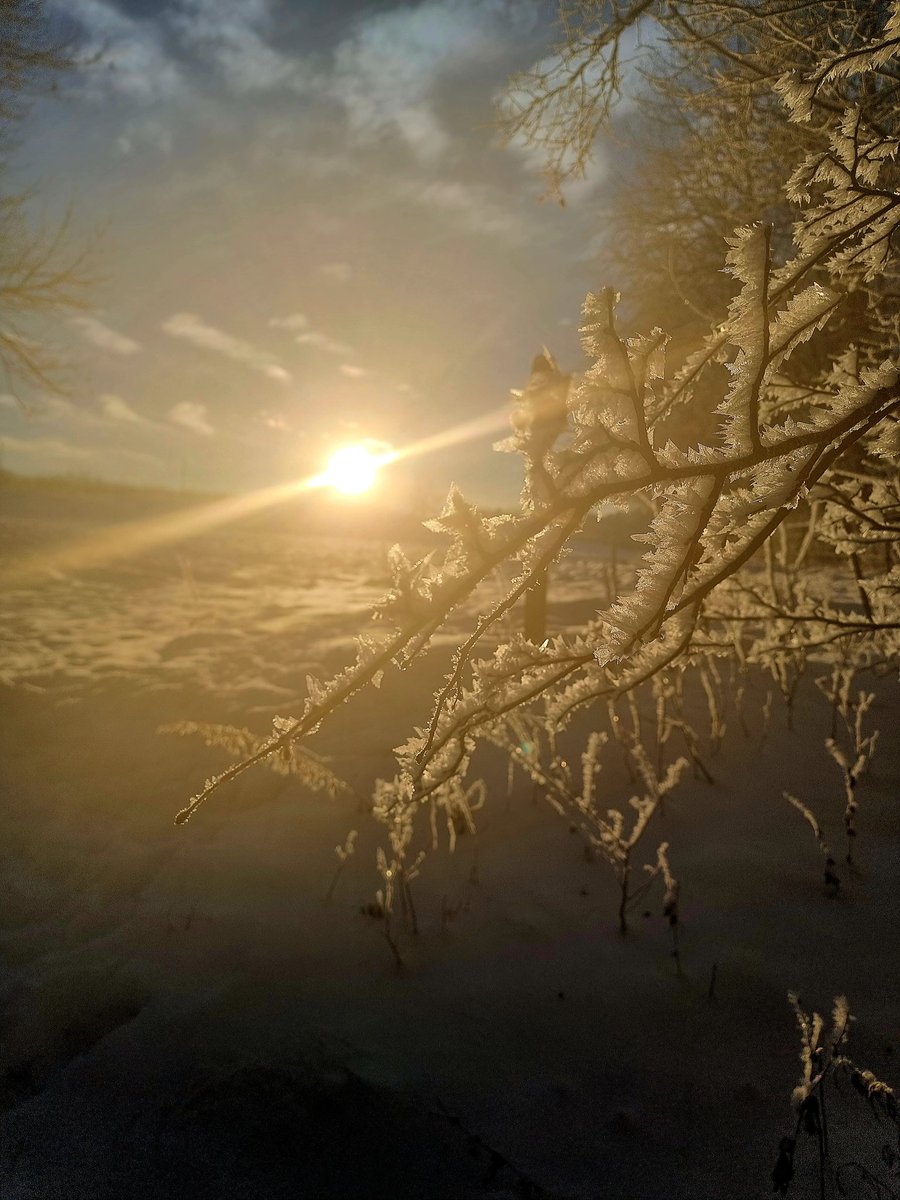 Veronica Halsvik tweet media