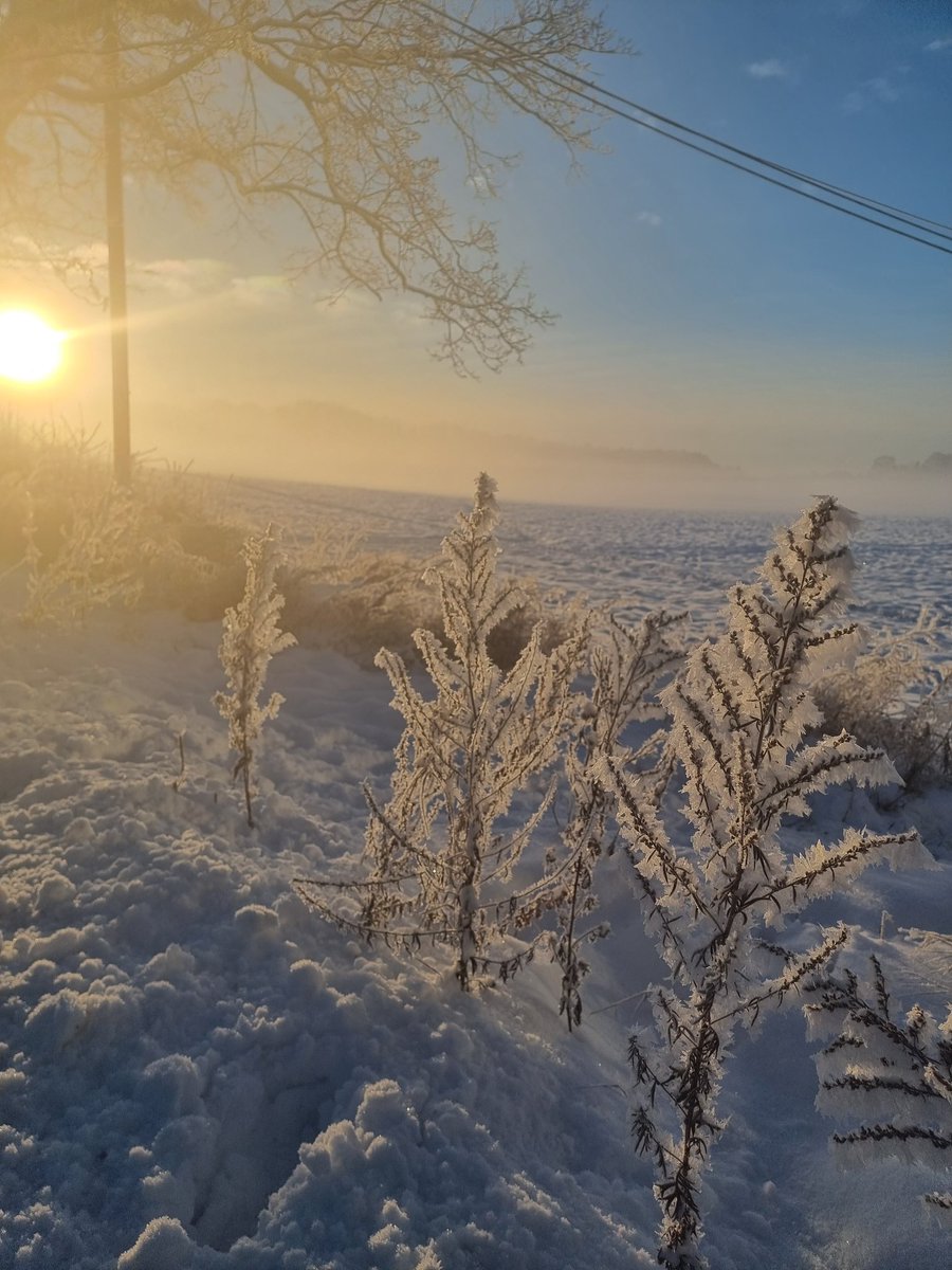 Veronica Halsvik tweet media