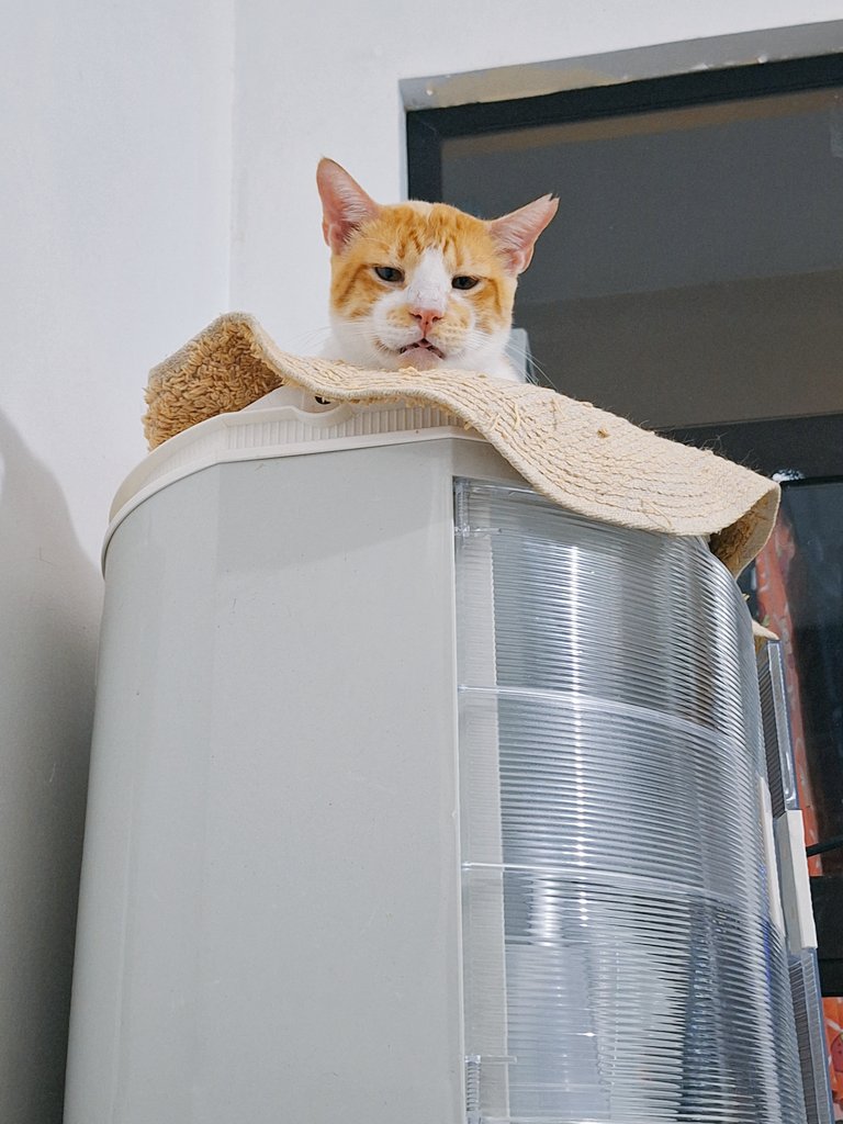 ToffeeMendi's tweet photo. Whats up Benn?! 🥰 #CatsOfTwitter  #Cat  #CatsOnTwitter https://t.co/Nx2C2uSZr0