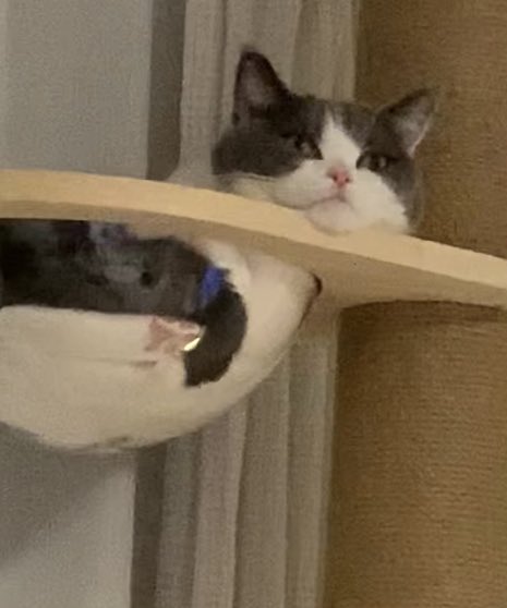 omochiomoching's tweet image. 顎乗せてるの可愛いのに撮影拒否🥲