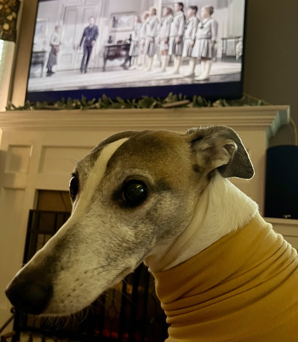 After yesterday’s “wearing of the curtains” silliness, I now have to watch the #SoundofMusic. 😂

I like the singing. The whistle I can do without. 🤷‍♀️
#whippet #sighthounds #dogs
#dogsofx #adogslife
