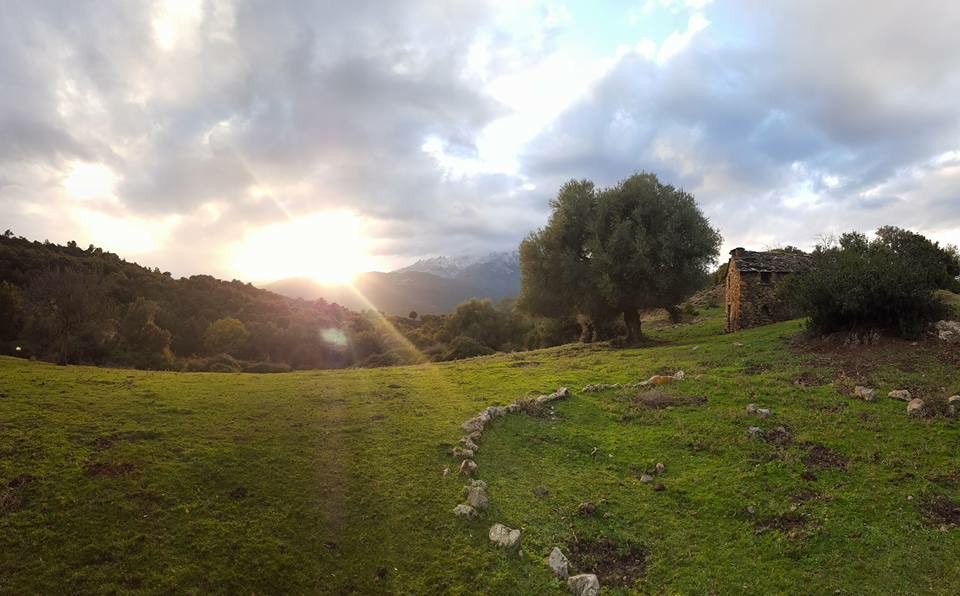 Pasquale Moneglia tweet media