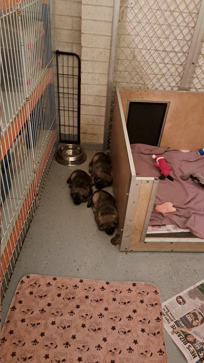 Kel123a's tweet photo. Puppies 5 weeks old. https://t.co/Y0tCl3F59H