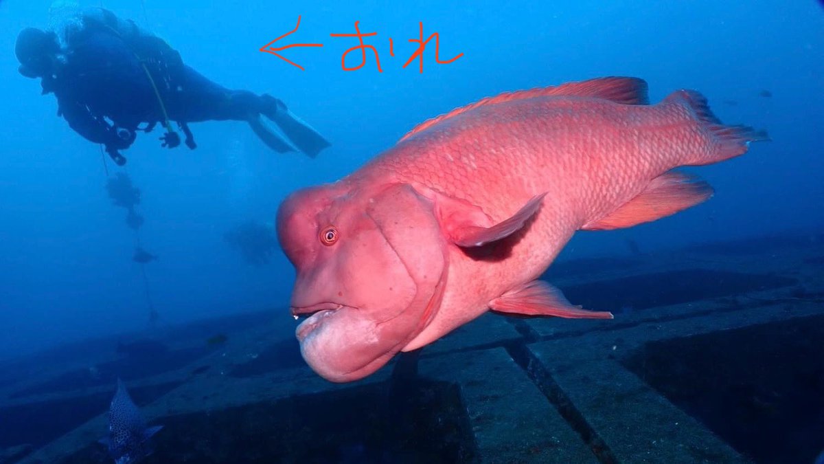 JYONNOBIDIVER's tweet photo. 写真を撮っていただきました！ https://t.co/vkD686HTrr