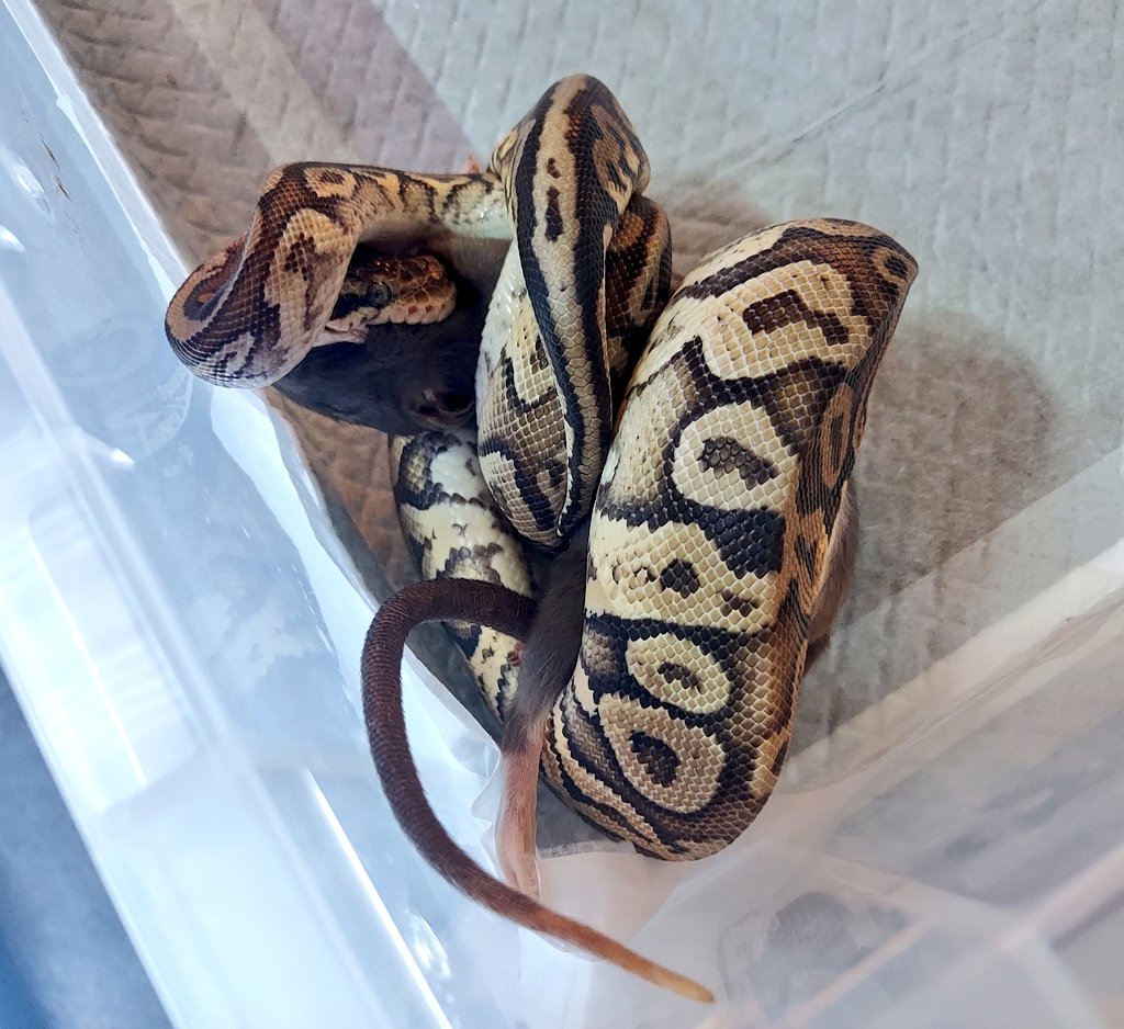 othimusyamusya's tweet image. 昨日紹介したEU産ラット🐭

オイニ(におい)がツイキ(きつい)だったので、拒食中だったボールに与えてみた結果…飛んできてしっかり食べました🐍

平均的に110㌘前後ですね🐭

#BreedersReptilesShopGoisu 
#冷凍ラット
#BPF55 
#ボールパイソン