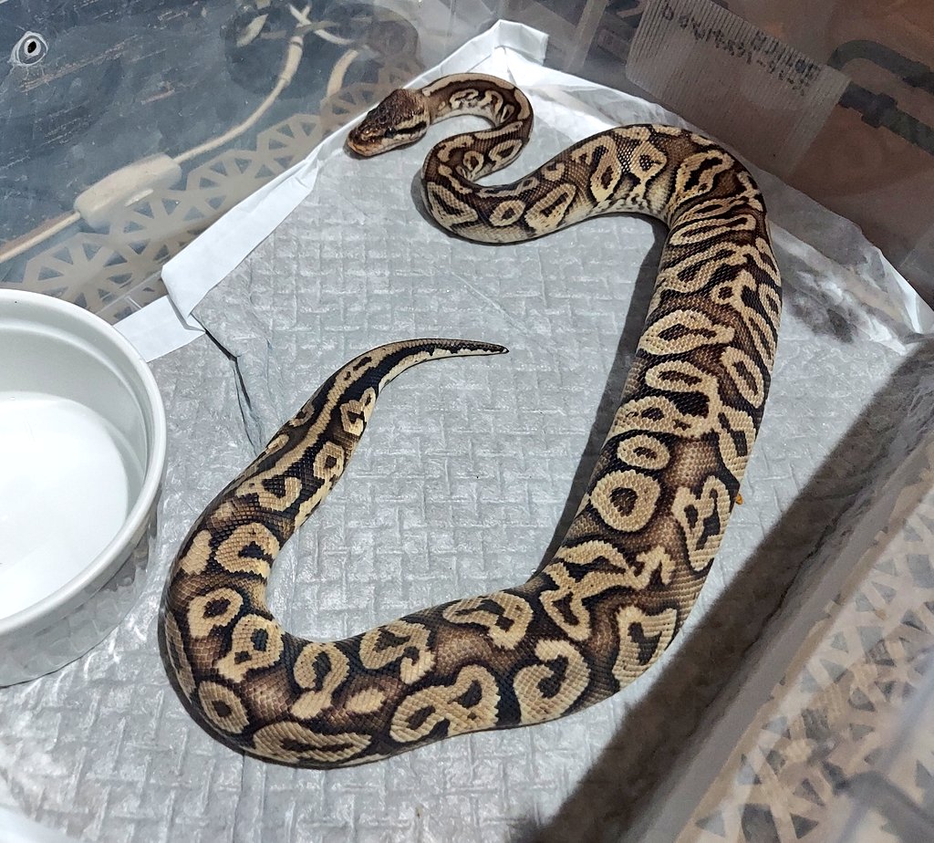 othimusyamusya's tweet image. 昨日紹介したEU産ラット🐭

オイニ(におい)がツイキ(きつい)だったので、拒食中だったボールに与えてみた結果…飛んできてしっかり食べました🐍

平均的に110㌘前後ですね🐭

#BreedersReptilesShopGoisu 
#冷凍ラット
#BPF55 
#ボールパイソン