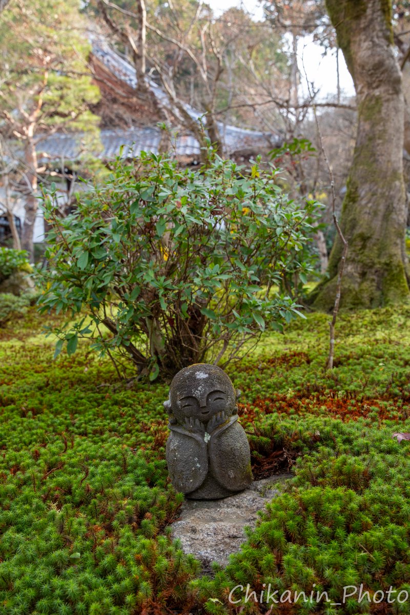 冬の庭園も美しい😌

#圓光寺 
#ファインダー越しの私の世界