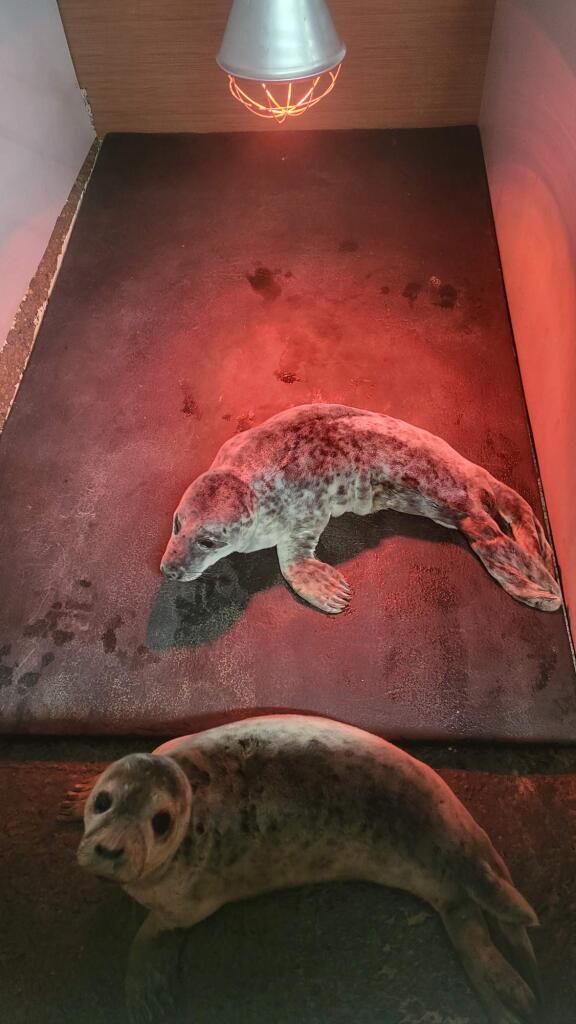 toby_MCC99's tweet photo. In a twist to my weekend plans meant staying at home. A text for help last night and BOOM an overnight guest came to stay ๐ฆญ โค๏ธ So happy they are now safe and well in a sanctuary being looked after by professionals #seasidelife #winter #wildlife #rescue #bdmlr ๐ด๓ ง๓ ข๓ ณ๓ ฃ๓ ด๓ ฟ https://t.co/TQbUMJRvOZ