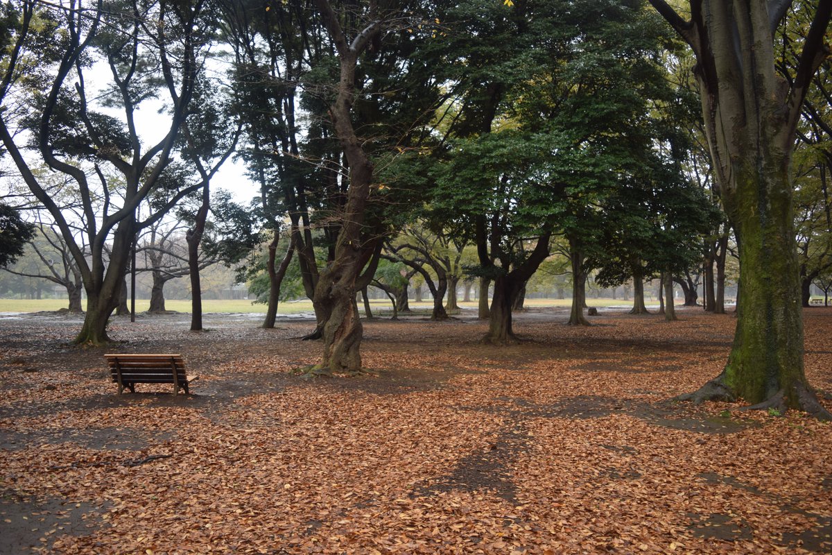 sambestock's tweet photo. Take some time to relax with this forest scenery. Who might be sitting on the bench, I wonder? 🤔
#drawingreference #drawingref #artref https://t.co/R6Z7TUzKqW