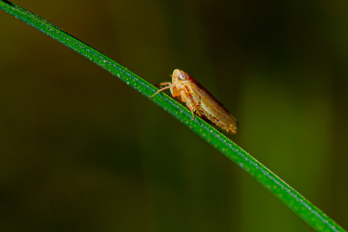 bownaankamal's tweet photo. Insects of Asia
1) Plains Cupid, Muttukadu, India
2) Plant hopper, Jahra, Kuwait
3) Rhynocoris fuscipes, Yercaud, India
4) Therevidae fly, Chennai, India
#earthcapture #nikon #planeteartch #entolomogy #liveforthestory #natgeo #macrolife #discovertheworld #beautifulinsects #insectsworld #earthcaptures