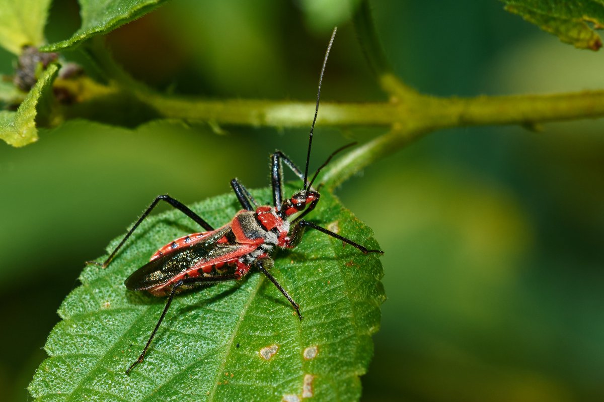 bownaankamal's tweet photo. Insects of Asia
1) Plains Cupid, Muttukadu, India
2) Plant hopper, Jahra, Kuwait
3) Rhynocoris fuscipes, Yercaud, India
4) Therevidae fly, Chennai, India
#earthcapture #nikon #planeteartch #entolomogy #liveforthestory #natgeo #macrolife #discovertheworld #beautifulinsects #insectsworld #earthcaptures