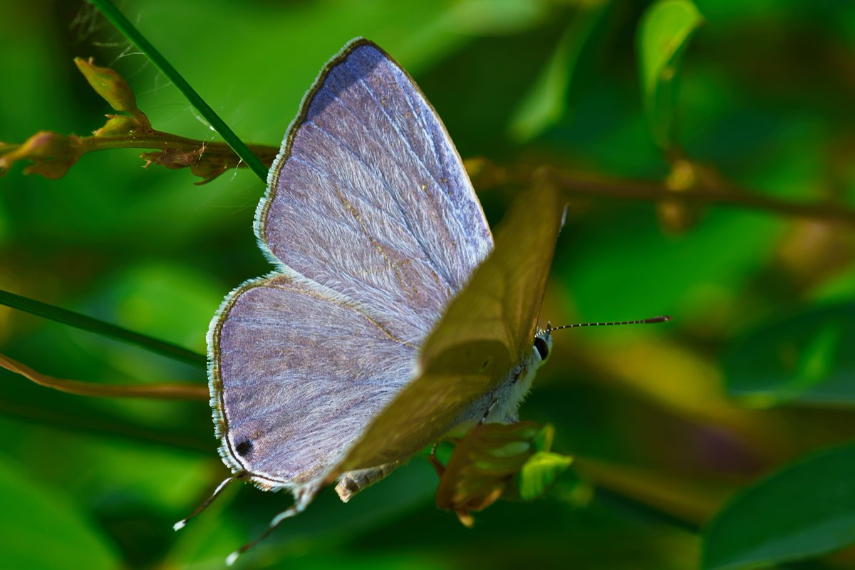 bownaankamal's tweet photo. Insects of Asia
1) Plains Cupid, Muttukadu, India
2) Plant hopper, Jahra, Kuwait
3) Rhynocoris fuscipes, Yercaud, India
4) Therevidae fly, Chennai, India
#earthcapture #nikon #planeteartch #entolomogy #liveforthestory #natgeo #macrolife #discovertheworld #beautifulinsects #insectsworld #earthcaptures