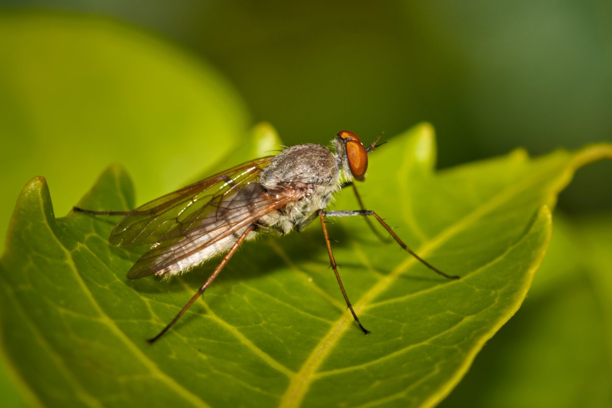 bownaankamal's tweet photo. Insects of Asia
1) Plains Cupid, Muttukadu, India
2) Plant hopper, Jahra, Kuwait
3) Rhynocoris fuscipes, Yercaud, India
4) Therevidae fly, Chennai, India
#earthcapture #nikon #planeteartch #entolomogy #liveforthestory #natgeo #macrolife #discovertheworld #beautifulinsects #insectsworld #earthcaptures