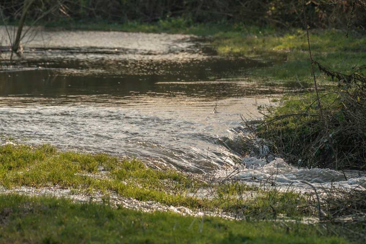 ArieJanVT's tweet photo. De #avelingen stroomt vol vanuit de #merwede #overloopgebied #hardinxveld #hogewaterstand #natuurgebied #landschapsfotografie #derooijfotografie https://t.co/beMpg2KSSP