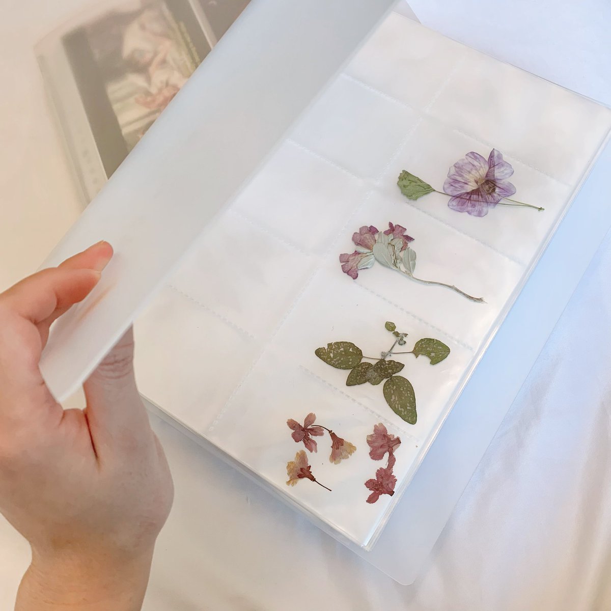 jinjerproject's tweet photo. ใครชอบสะสมPostcard แนะนำแฟ้ม Muji ขนาดกำลังดี ปกเรียบๆวางใส่ชั้นไม่รกตามีช่องหลายsize ใส่การ์ดได้พอดีเปิดดูง่ายเวลาเลือกหยิบมาแปะผนังแต่งห้อง ช่องเล็กๆขนาดใส่นามบัตรเอามาใส่ดอกไม้ทับแห้งก็สวยไปอีกแบบ📂✨ https://t.co/Ms8BqGUCr2
